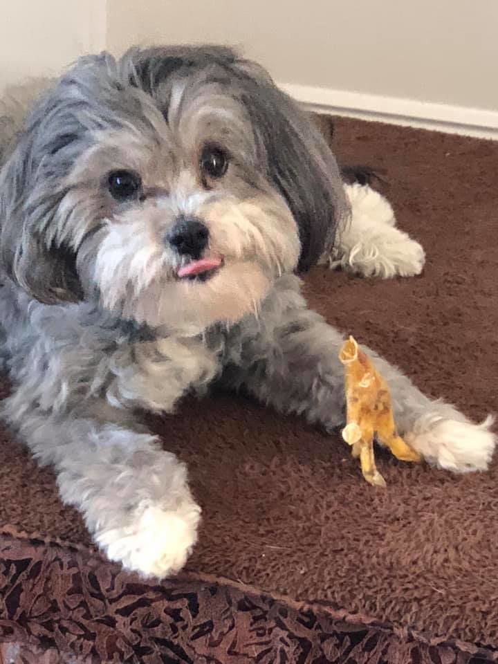 Say "treat!"